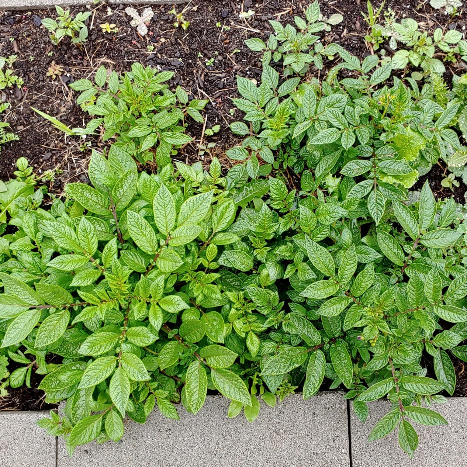 Foliage color difference within Solanum acroscopicum accession PI 365314
