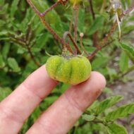 Multi locule berry on the wild potato species Solanum acroscopicum