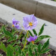 Flower of the diploid wild potato species Solanum acroscopicum