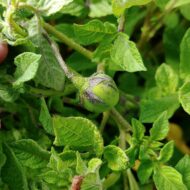Berry of the highland potato species Solanum ajanhuiri