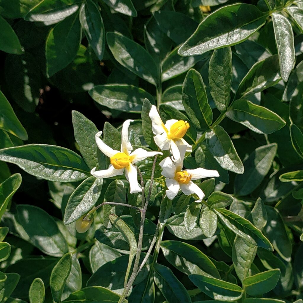 Cultivariable