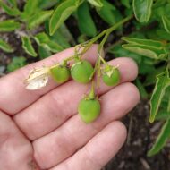 Berries of the wild potato species Solanum chacoense