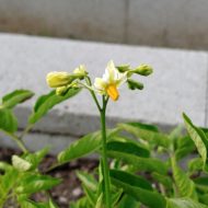 Flower of the wild potato species Solanum chacoense