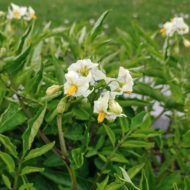 Flowers of the wild potato species Solanum chacoense