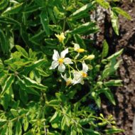 Flowers of the wild potato species Solanum chacoense