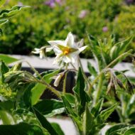 Flower of the wild potato species Solanum chiquidenum