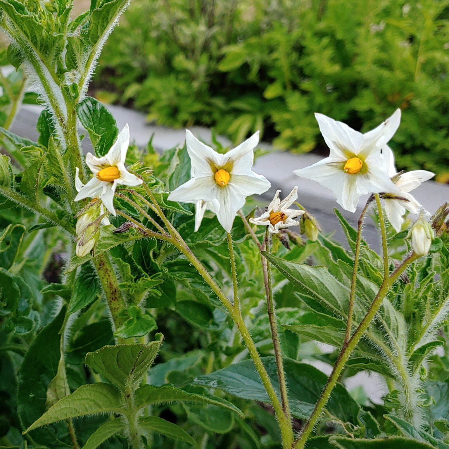 Flowers of the wild potato species Solanum chiquidenum