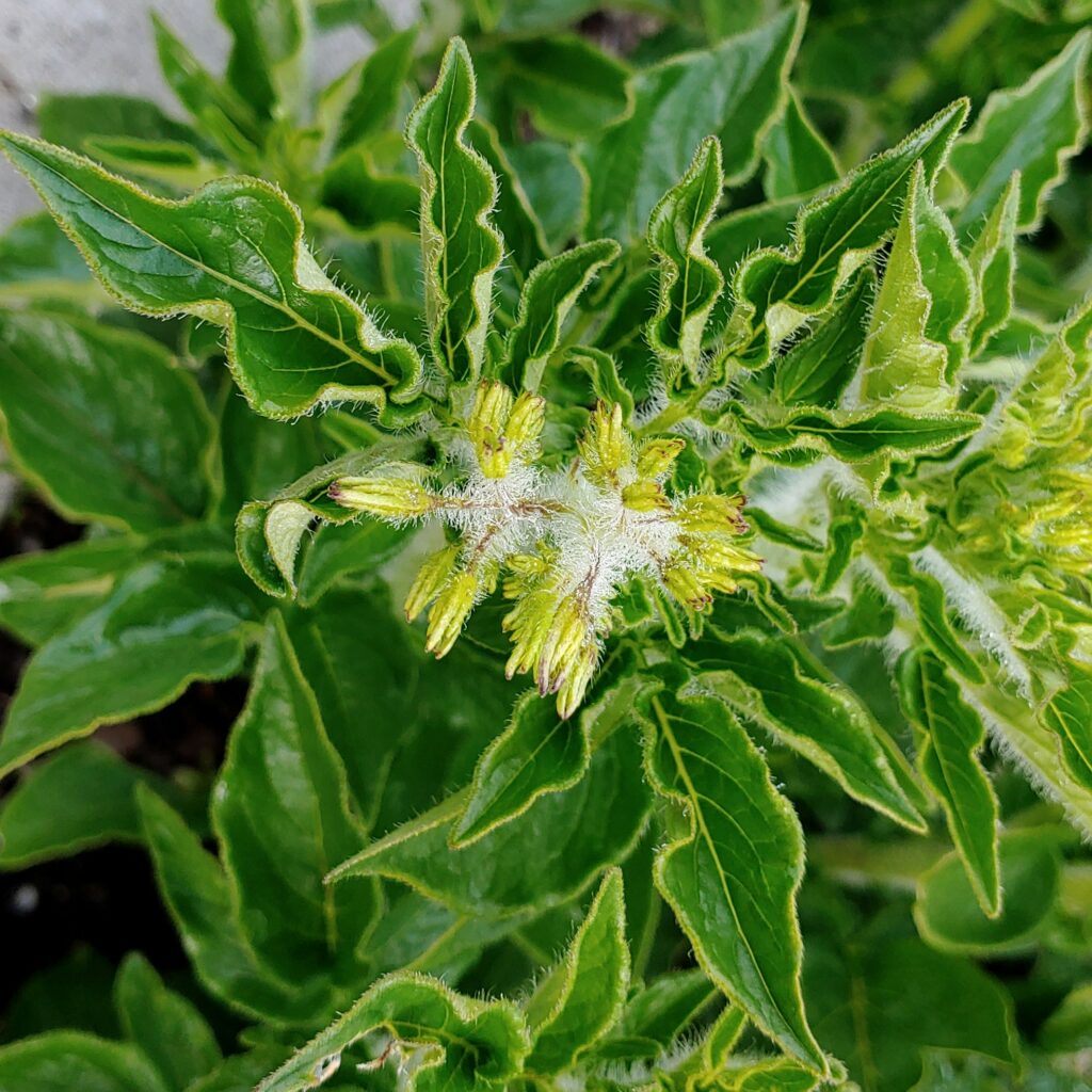 Cultivariable