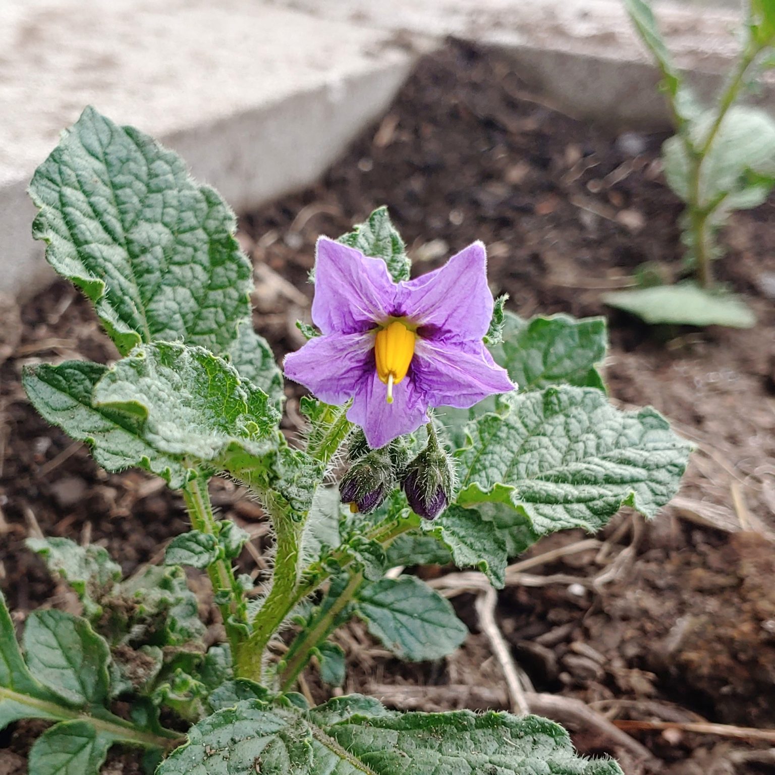 Flower of the wild potato species Solanum dolichocremastrum