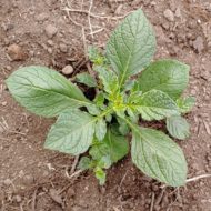 Seedling plant of the wild potato species Solanum dolichocremastrum