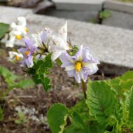 Flowers of the wild potato species Solanum hypacrarthrum