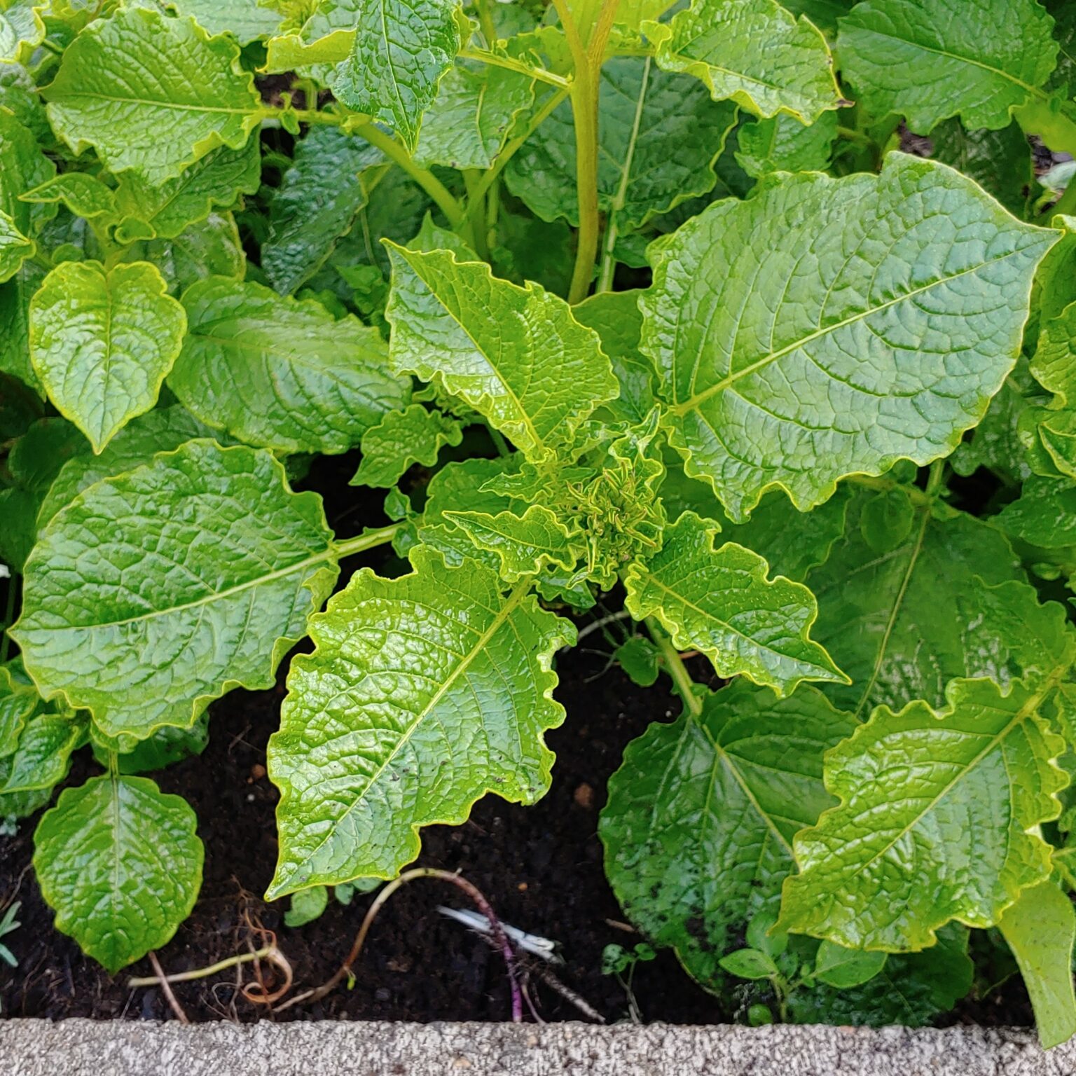 Foliage of the wild potato species Solanum hypacrarthrum