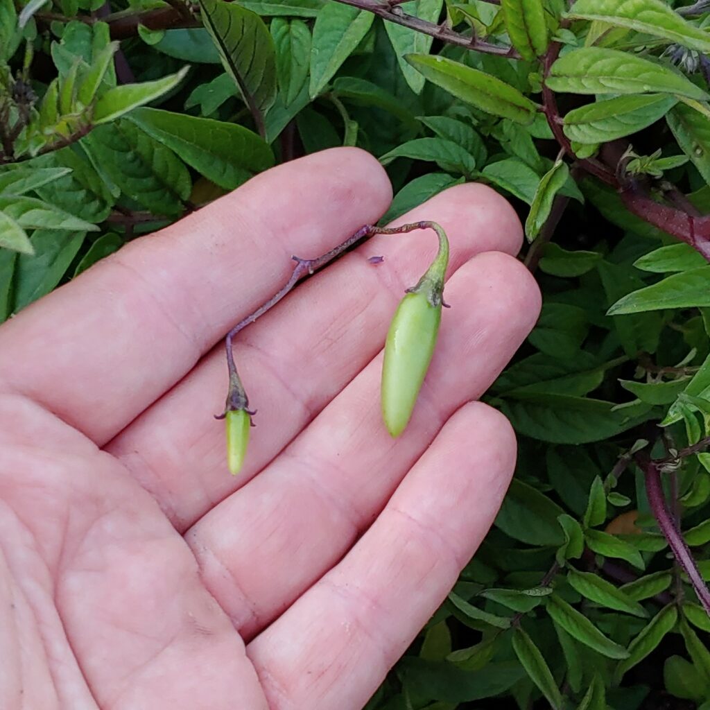 Cultivariable