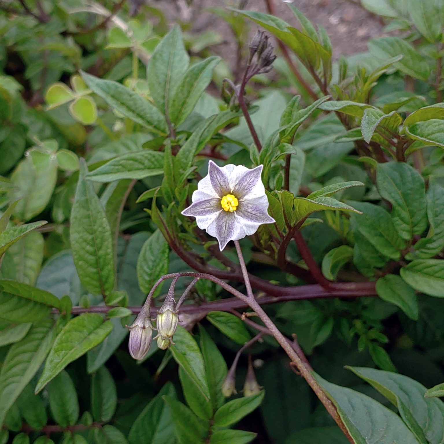 Flower of the wild potato species Solanum longiconicum