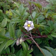 Flower of the wild potato species Solanum longiconicum