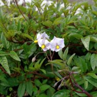 Flowers of the wild potato species Solanum longiconicum