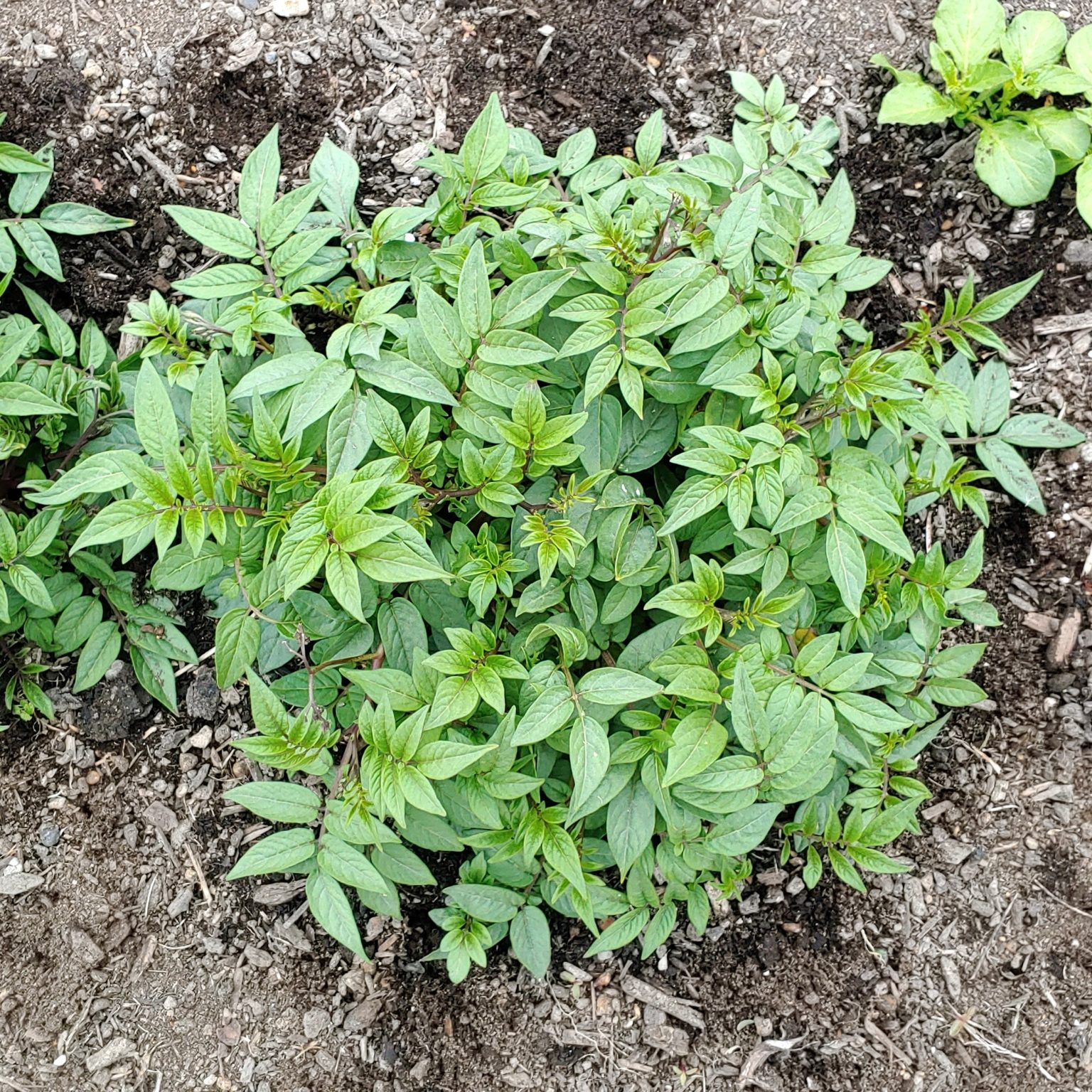 Aerial plant of the wild potato species Solanum longiconicum