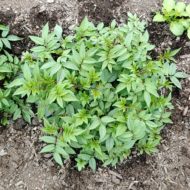 Aerial plant of the wild potato species Solanum longiconicum