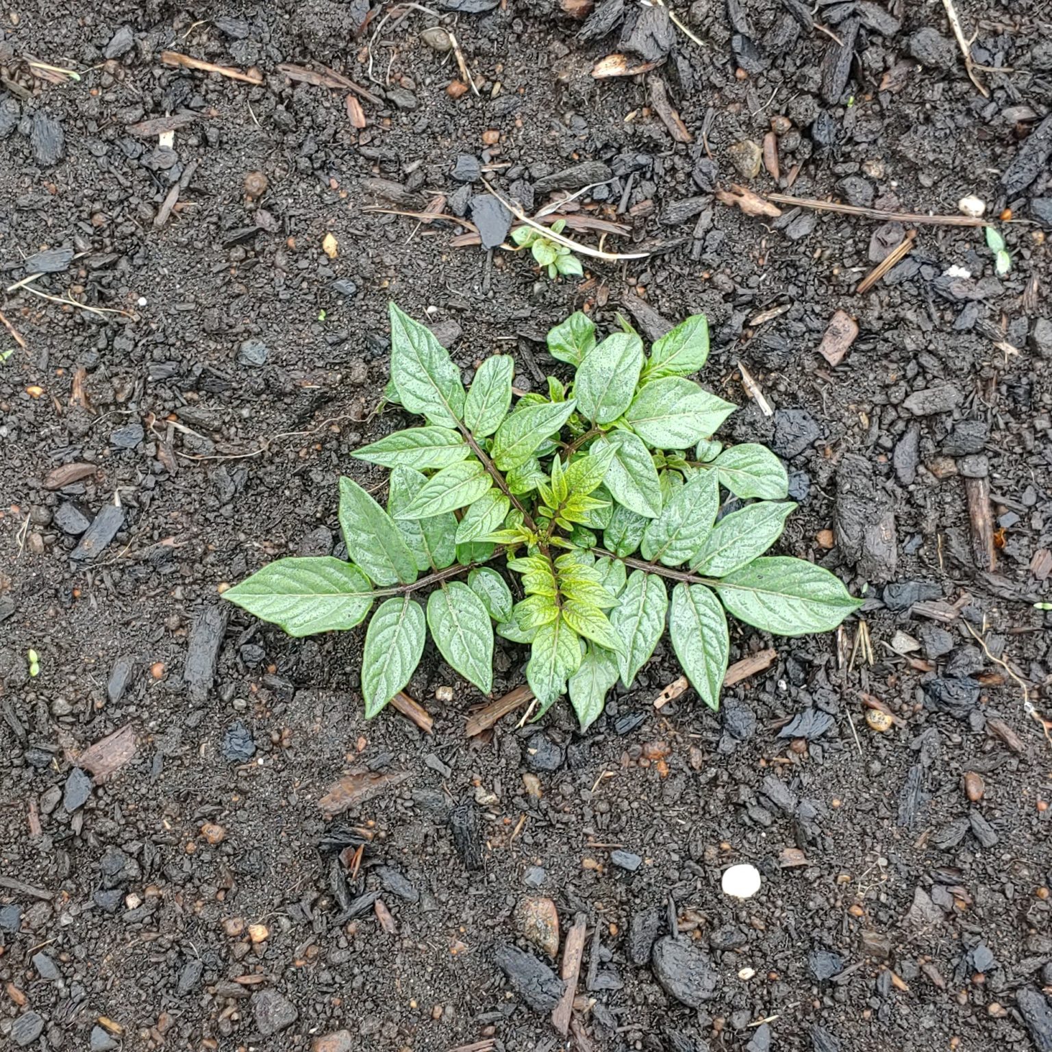 Seedling of the wild potato species Solanum longiconicum