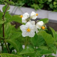 Flowers of the wild potato species Solanum maglia