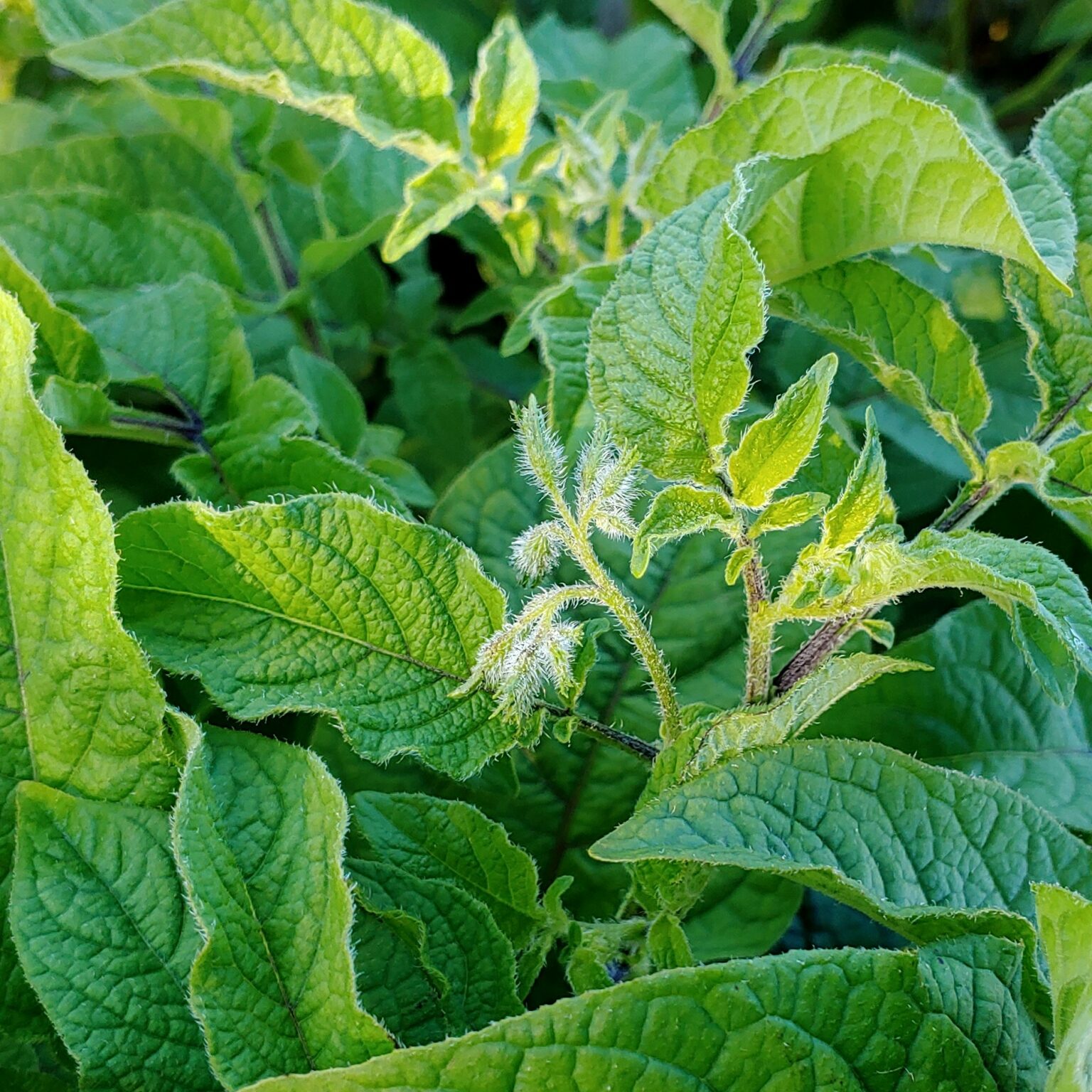 Flower buds of the wild potato species Solanum maglia