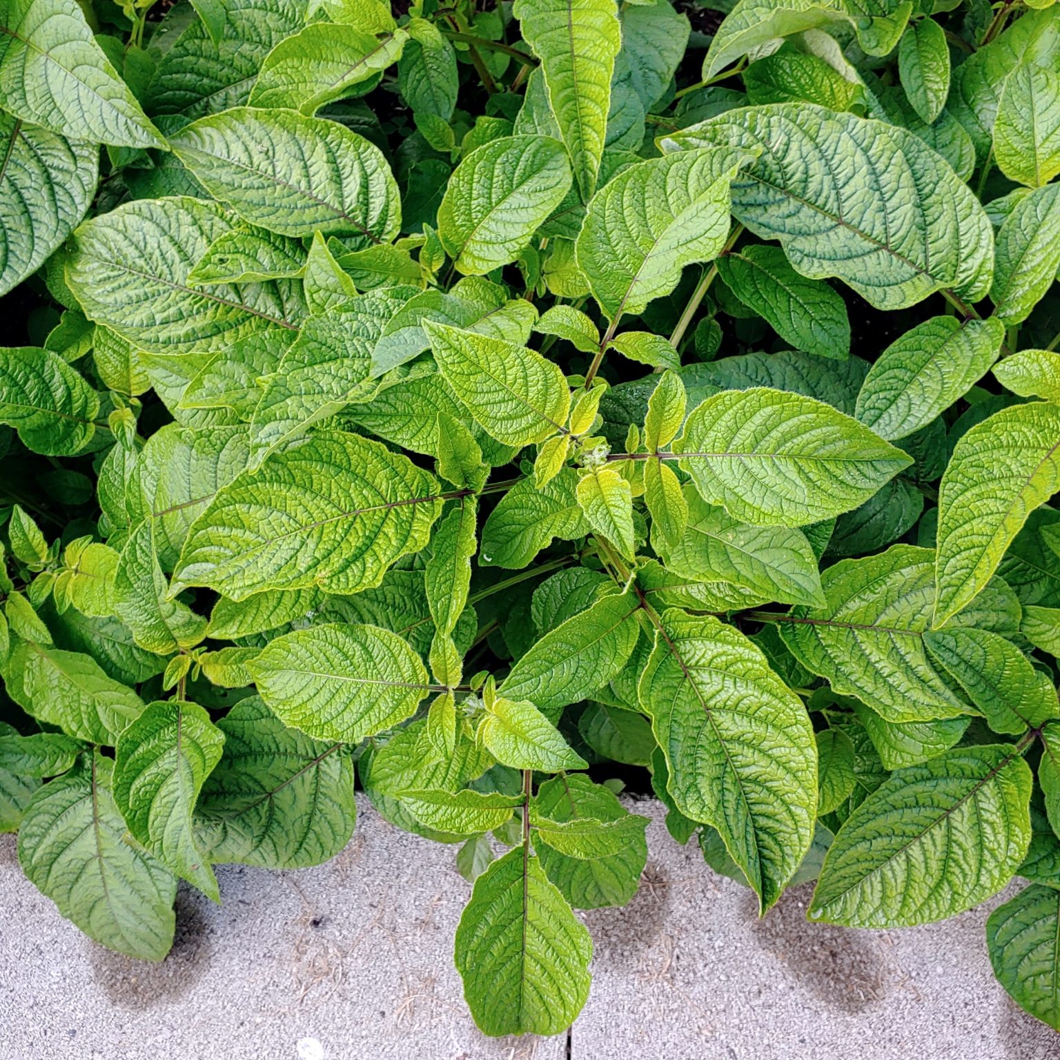 Aerial plant of the wild potato species Solanum maglia