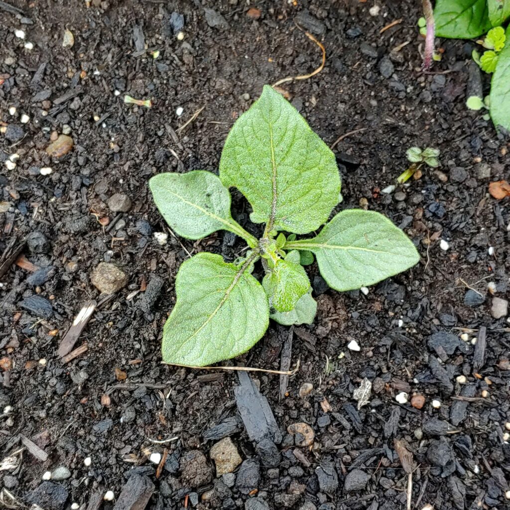 Cultivariable