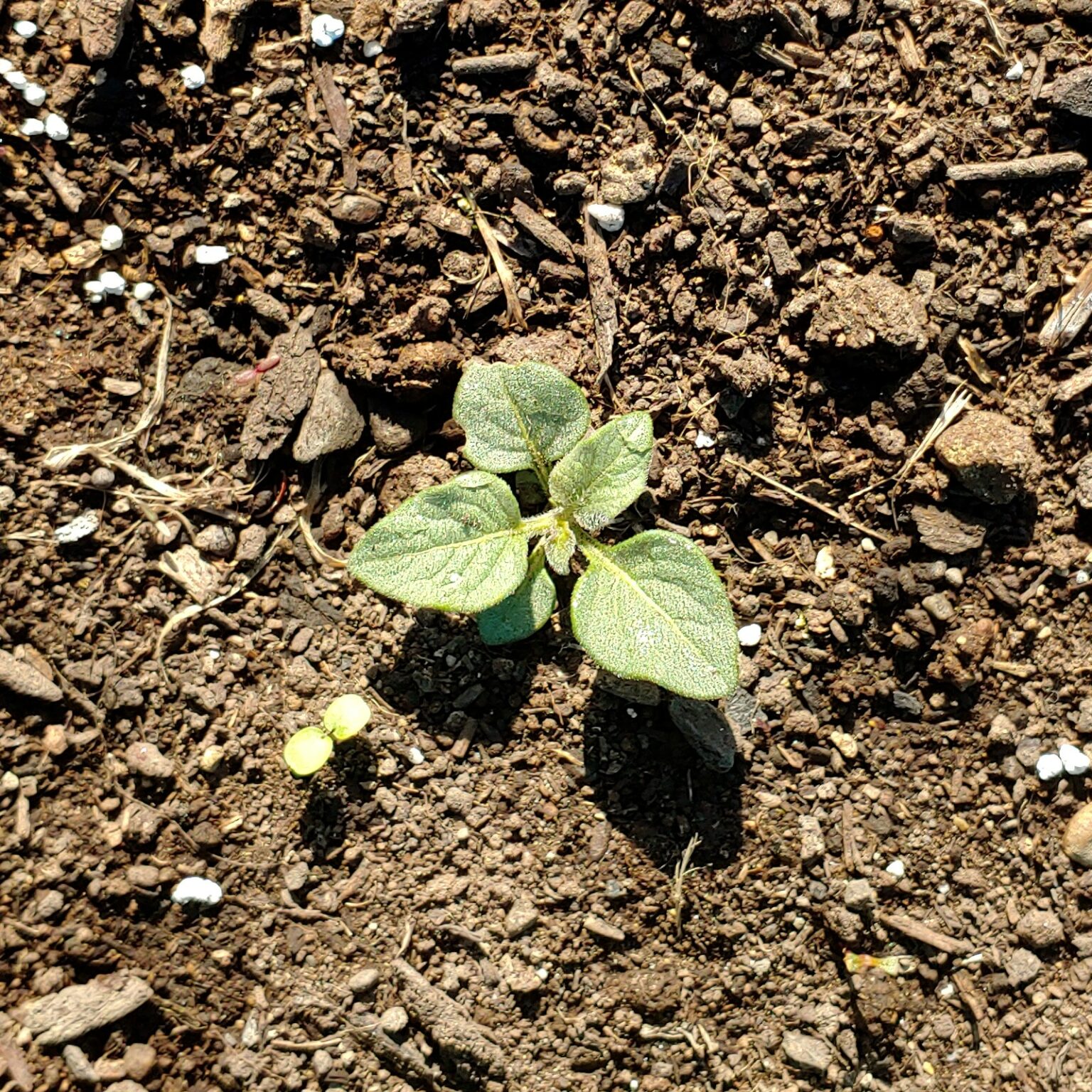 Seedling of the wild potato species Solanum minutifoliolum