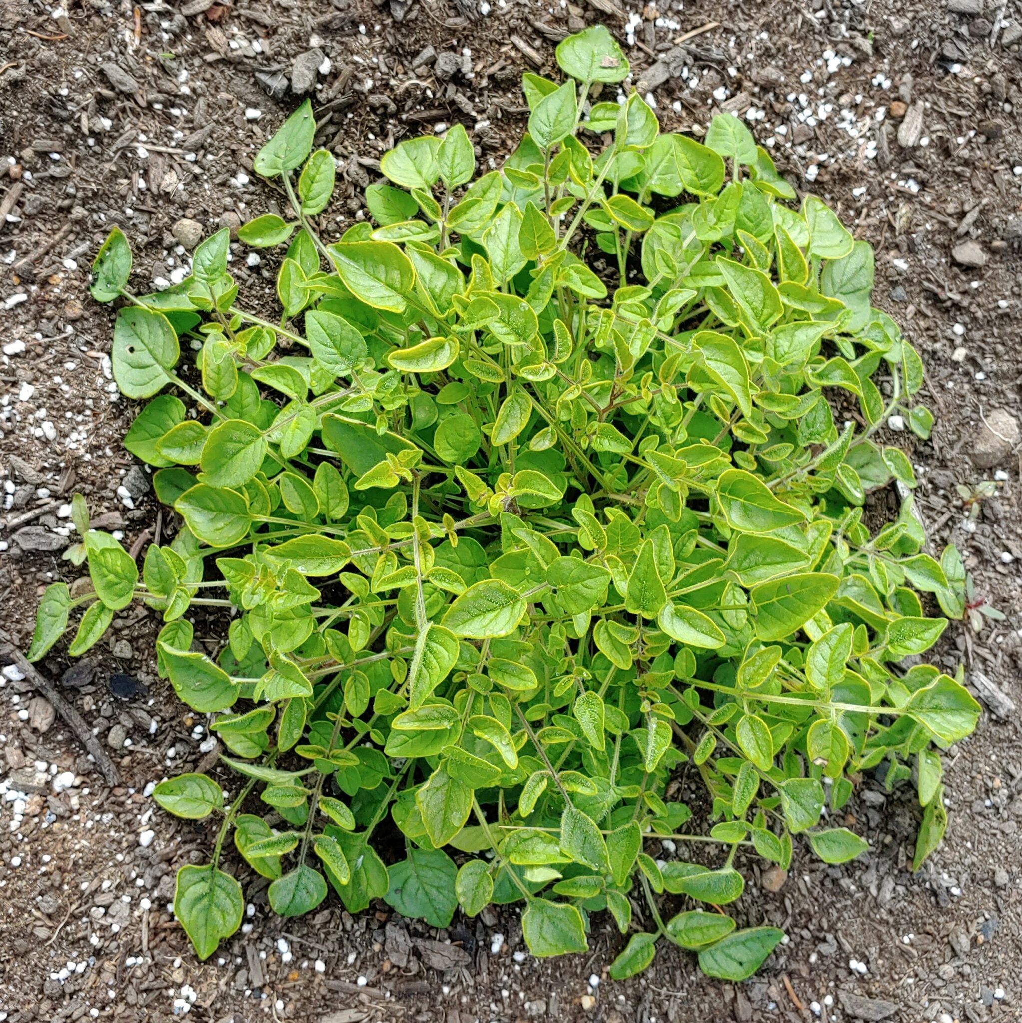Aerial plant of the wild potato species Solanum neocardenasii