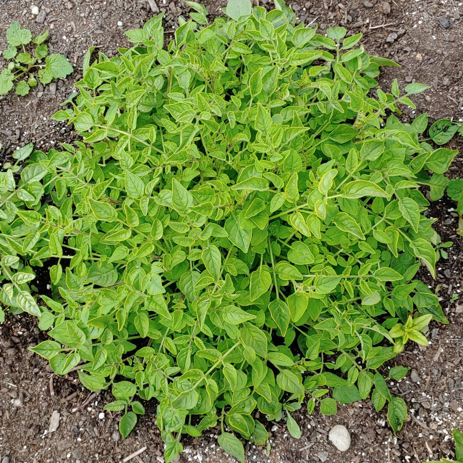 Aerial plant of the wild potato species Solanum neocardenasii