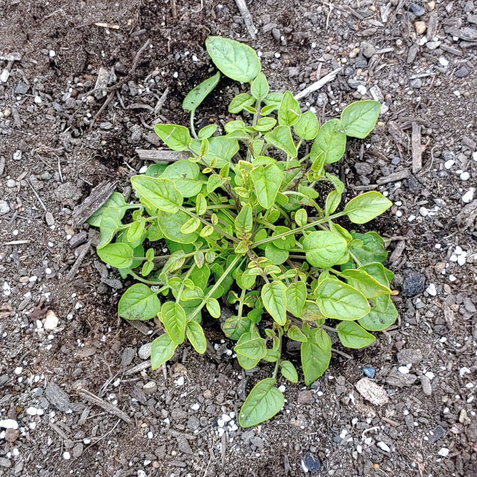 Aerial plant of the wild potato species Solanum neocardenasii