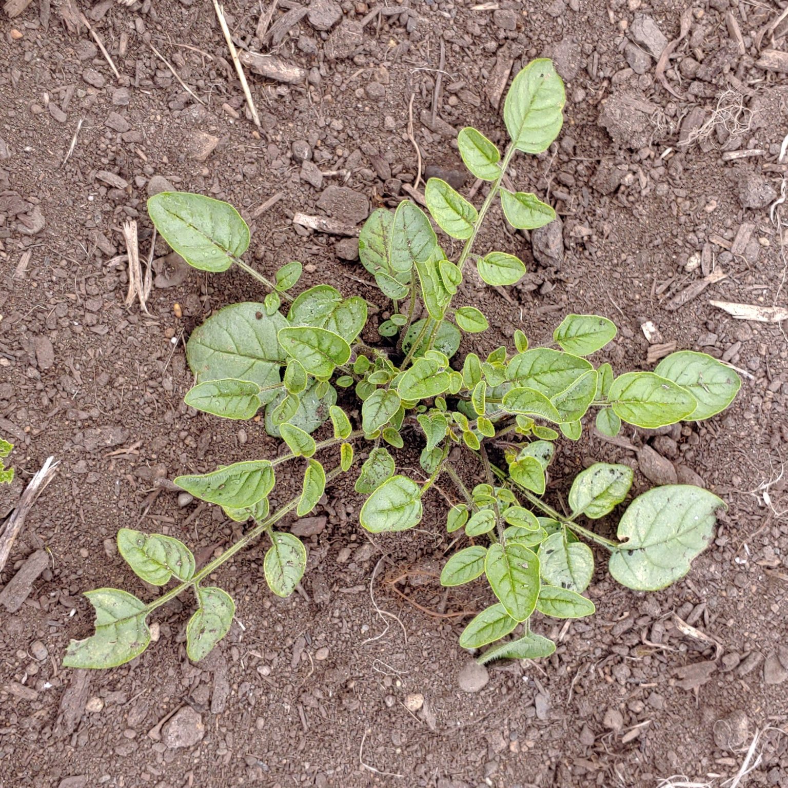 Aerial plant of the wild potato species Solanum neocardenasii