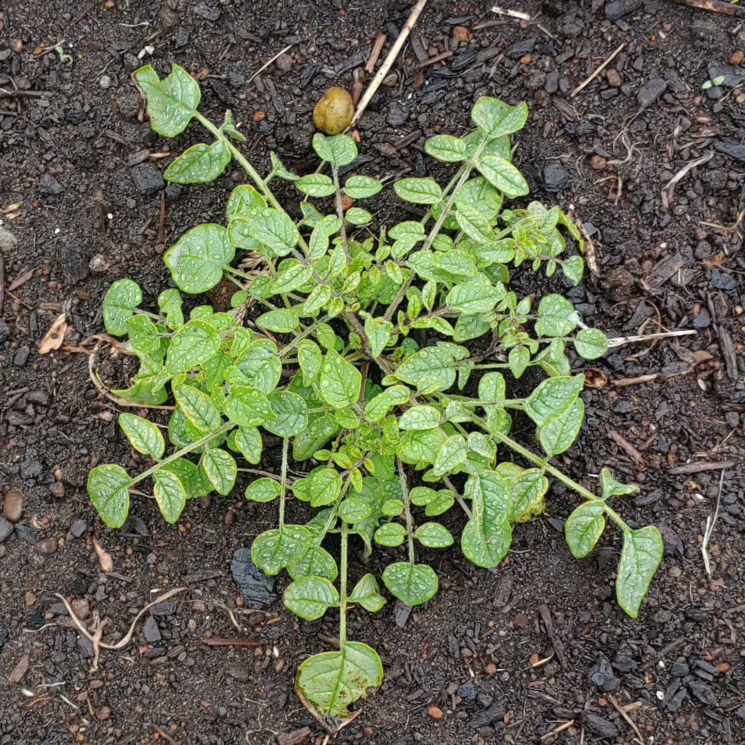 Aerial plant of the wild potato species Solanum neocardenasii