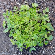 Aerial plant of the wild potato species Solanum neocardenasii