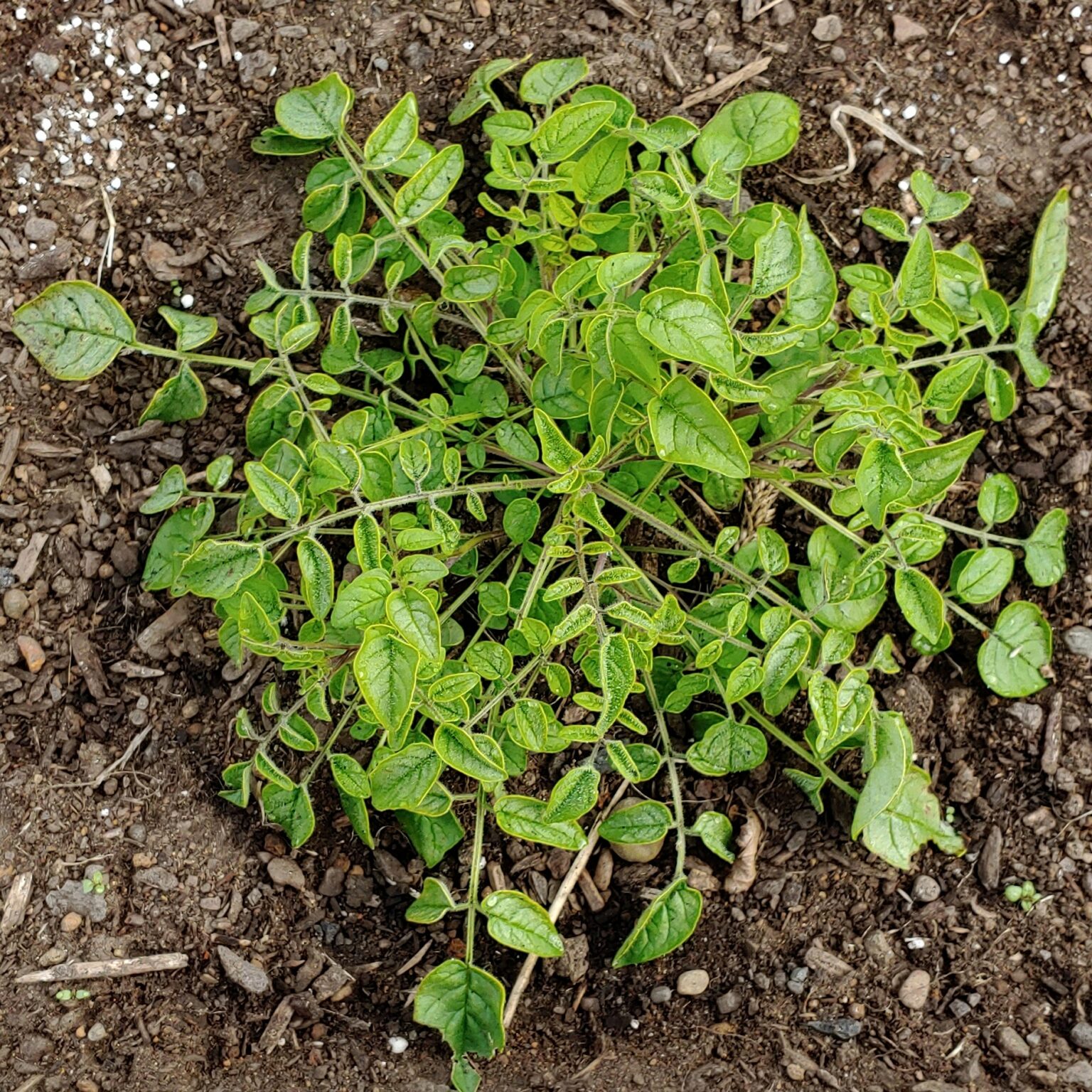 Aerial plant of the wild potato species Solanum neocardenasii