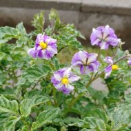 Flowers of the wild potato species Solanum scabrifolium