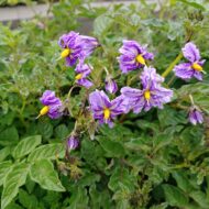 Flowers of the wild potato species Solanum scabrifolium