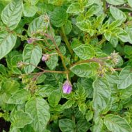 Flower buds of the wild potato species Solanum scabrifolium