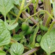 Berries of the wild potato species Solanum x edinense