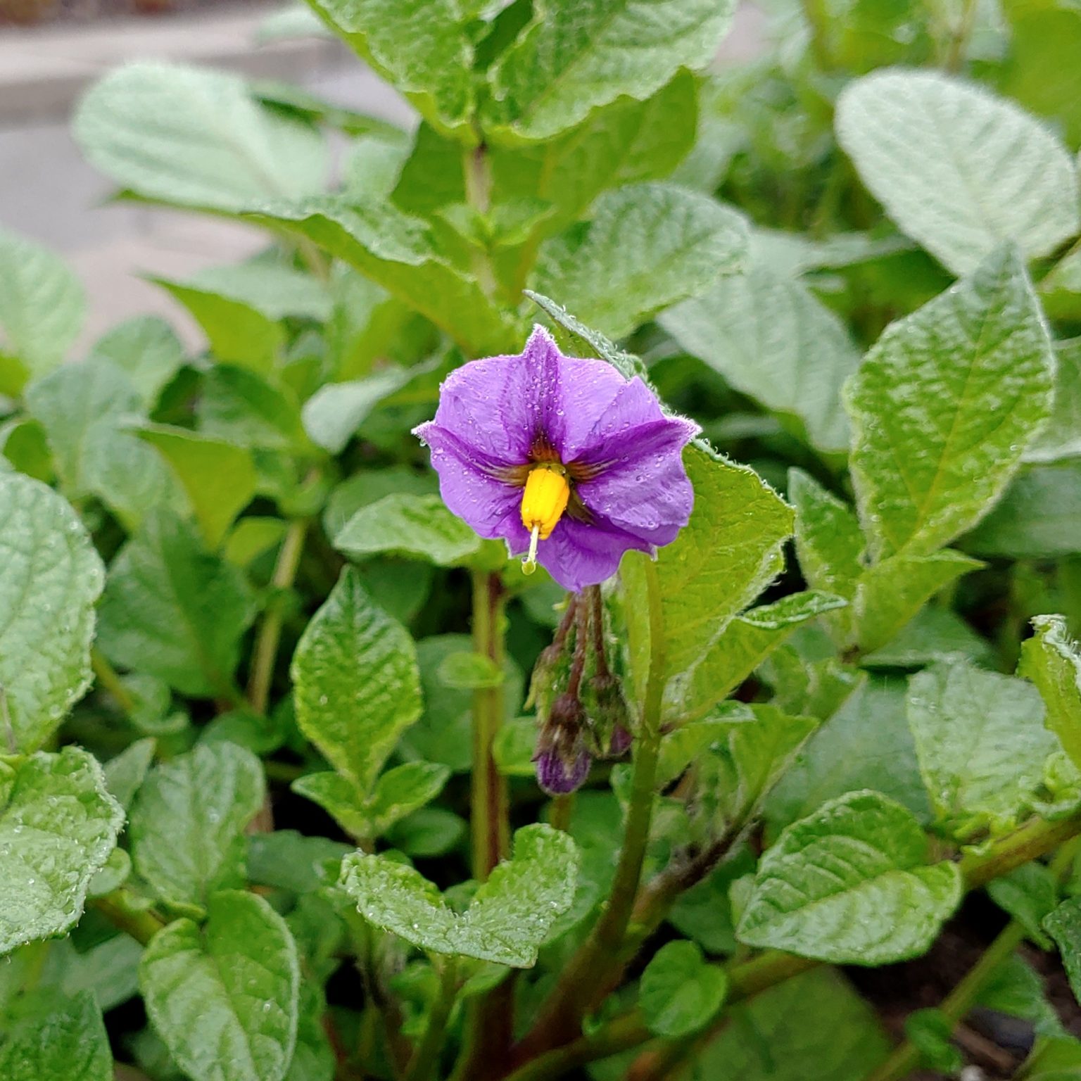 Flower of the wild potato species Solanum x edinense