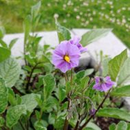 Flowers of the wild potato species Solanum x edinense