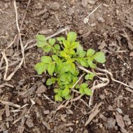 Seedling of the wild potato species Solanum garcia-barrigae