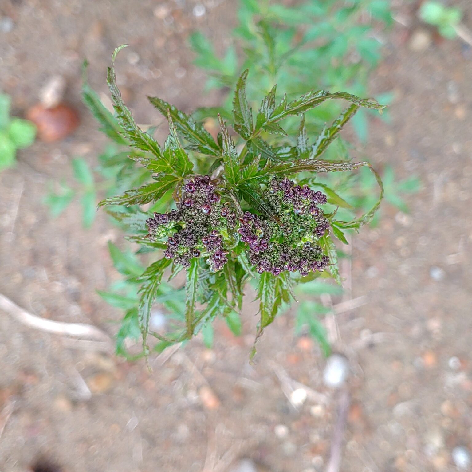Flower buds of wild arracacha (Arracacia xanthorrhiza)