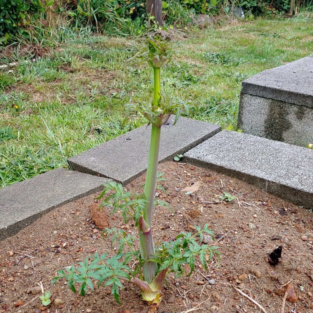 Cultivariable