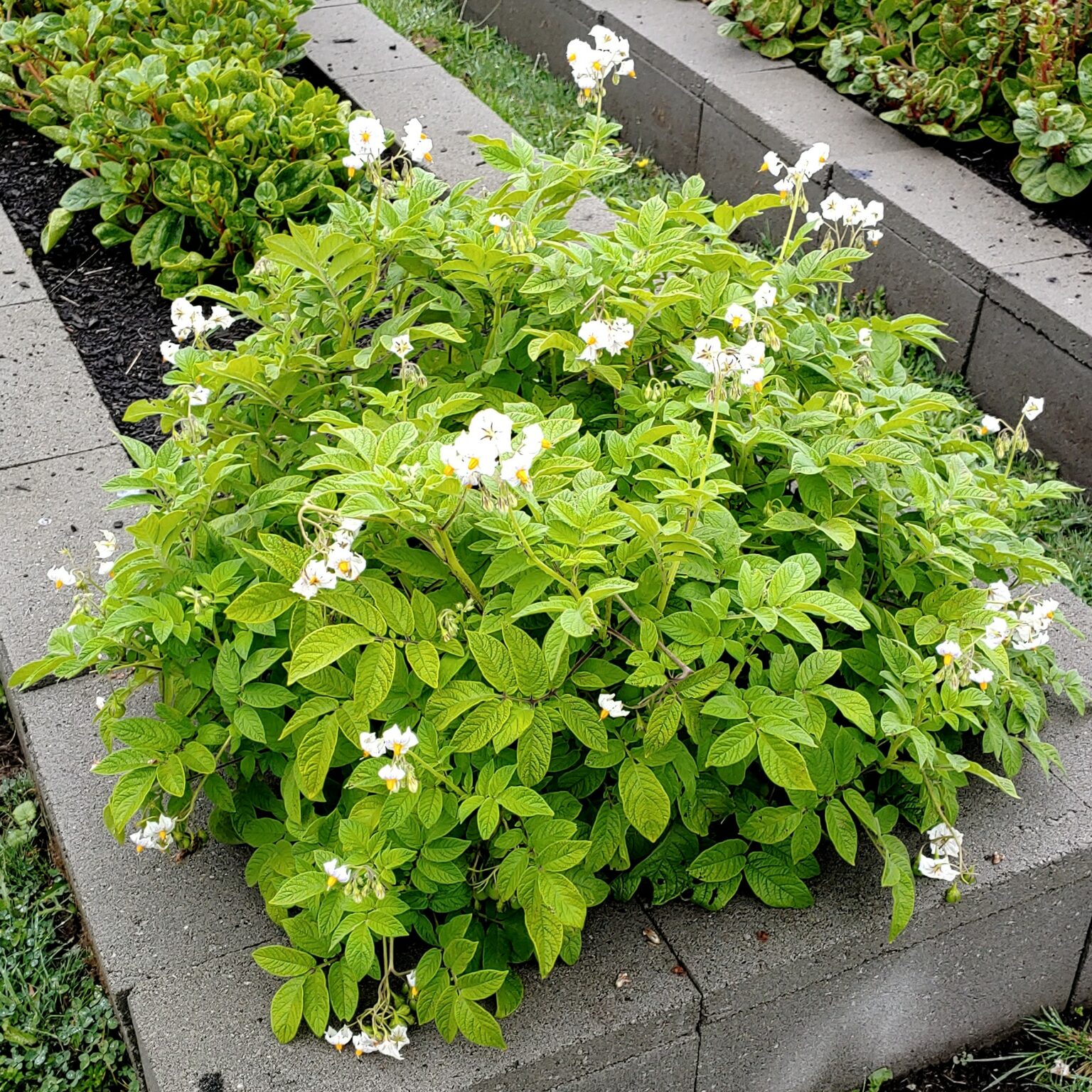 Aerial plant of a Solanum maglia x domesticated diploid hybrid