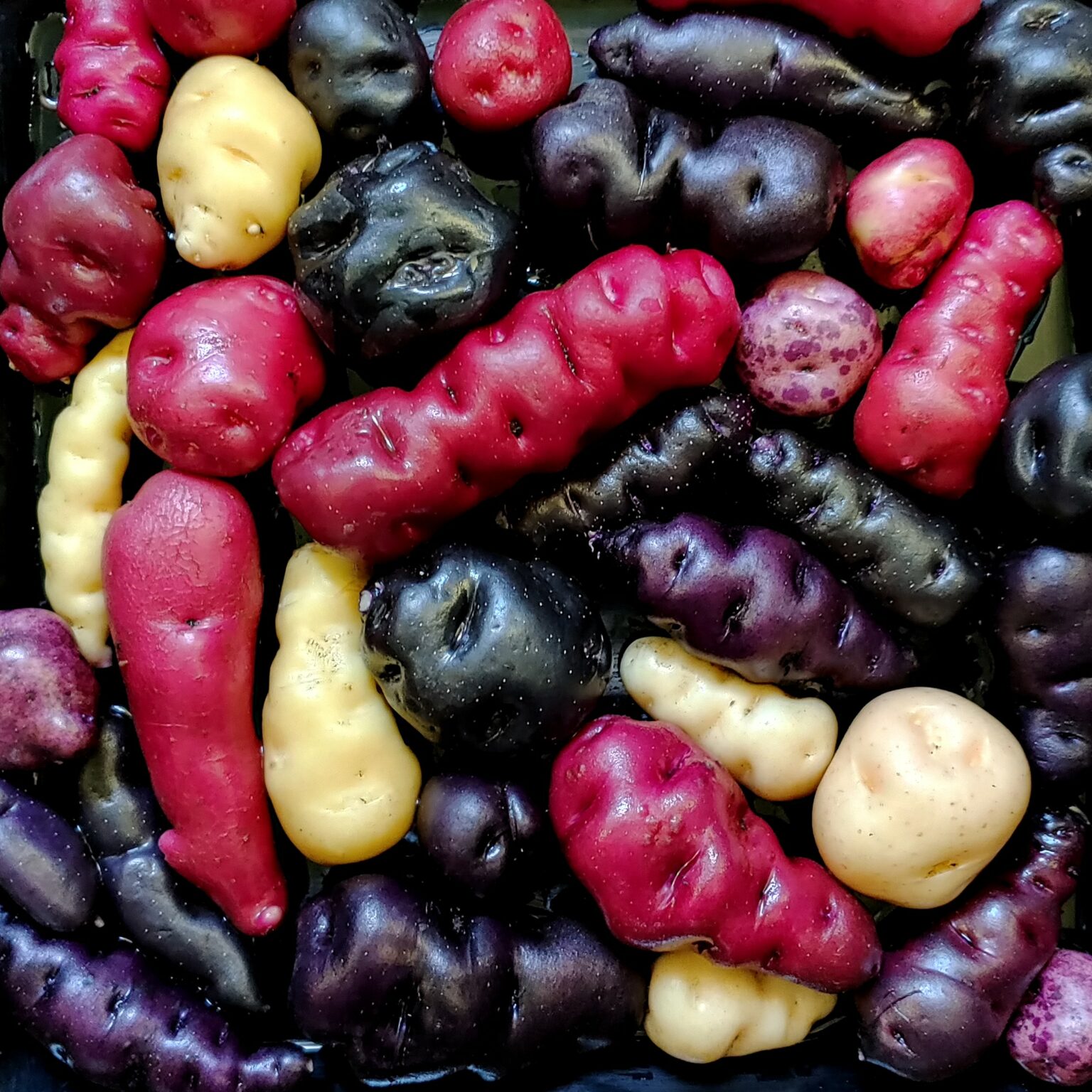 Seedlings of the Cultivariable original potato variety 'Ayock'