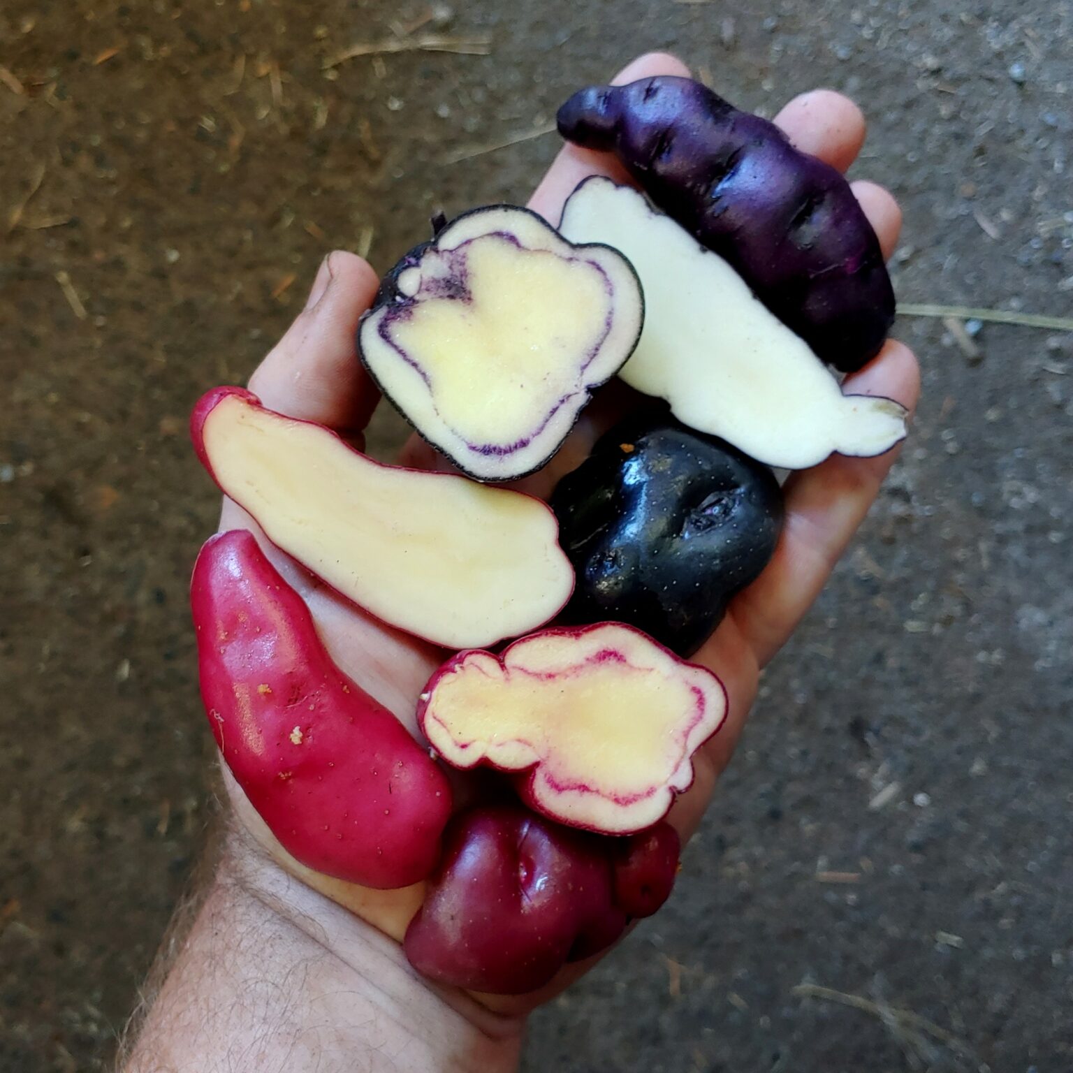 Seedlings of the Cultivariable original potato variety 'Ayock'