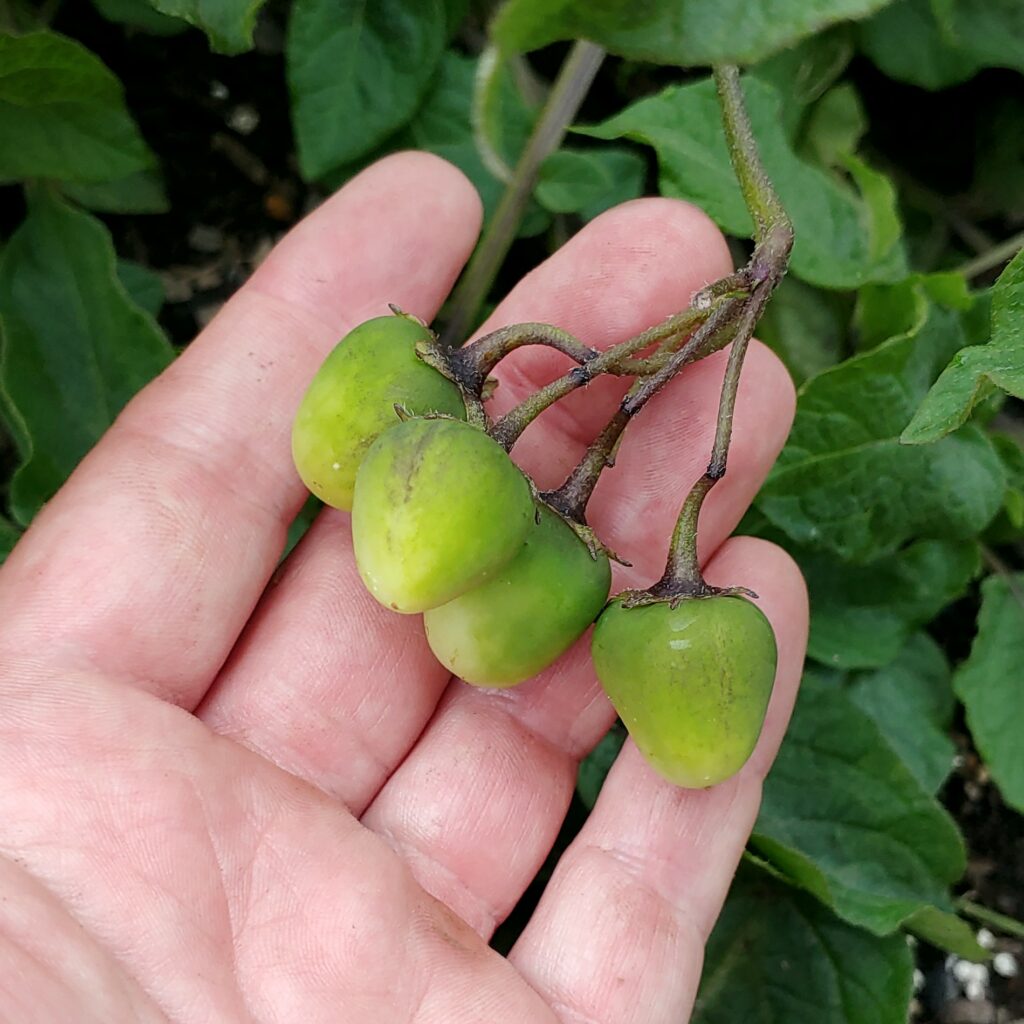 Cultivariable