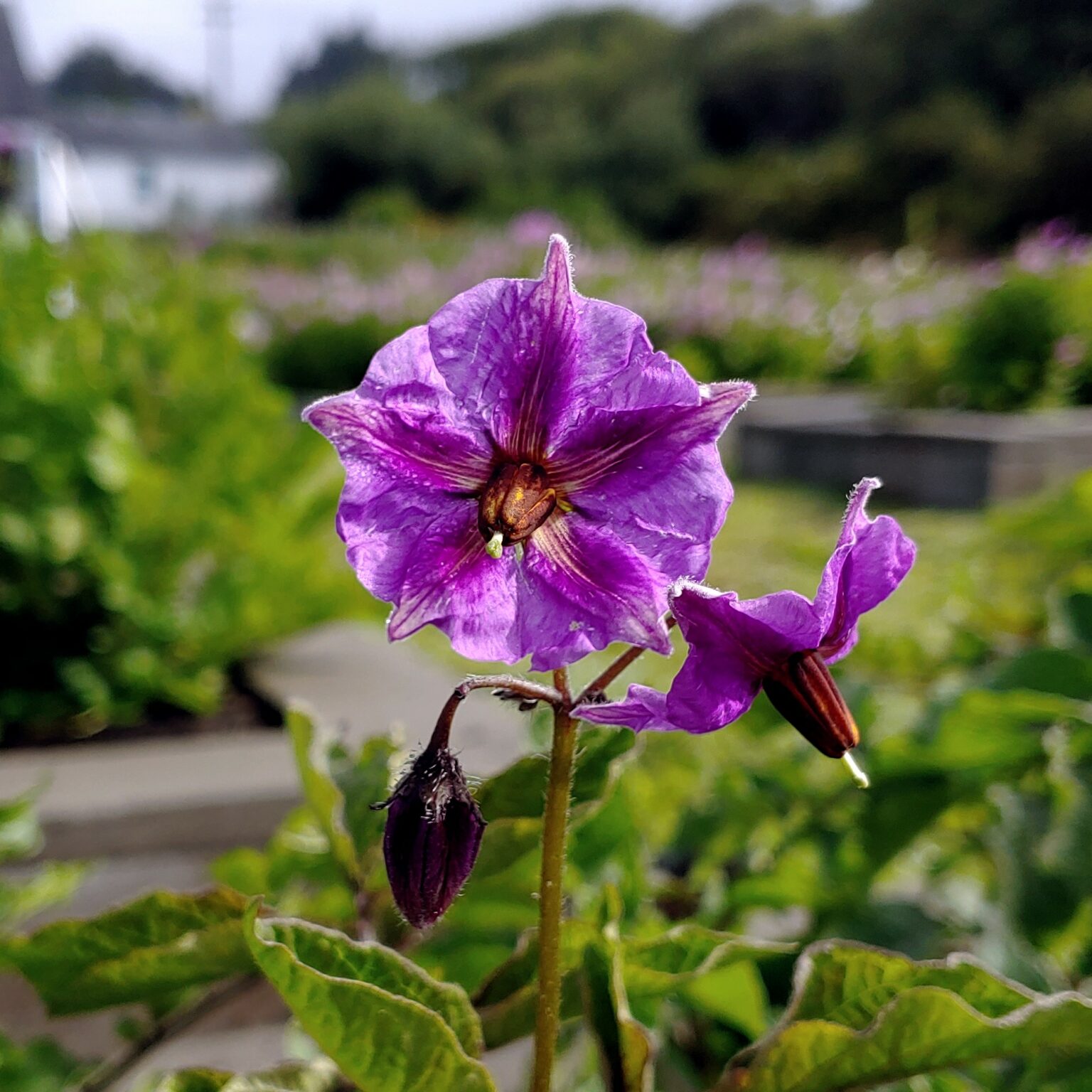 Flower of the Tom Wagner potato (Solanum tuberosum) variety 'Azul Toro'