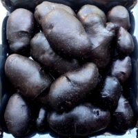 Tubers of the Tom Wagner potato (Solanum tuberosum) variety 'Azul Toro'